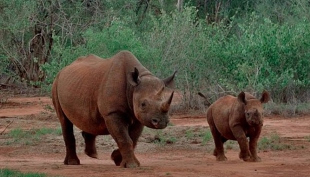 Mkomazi National Park Day Trip