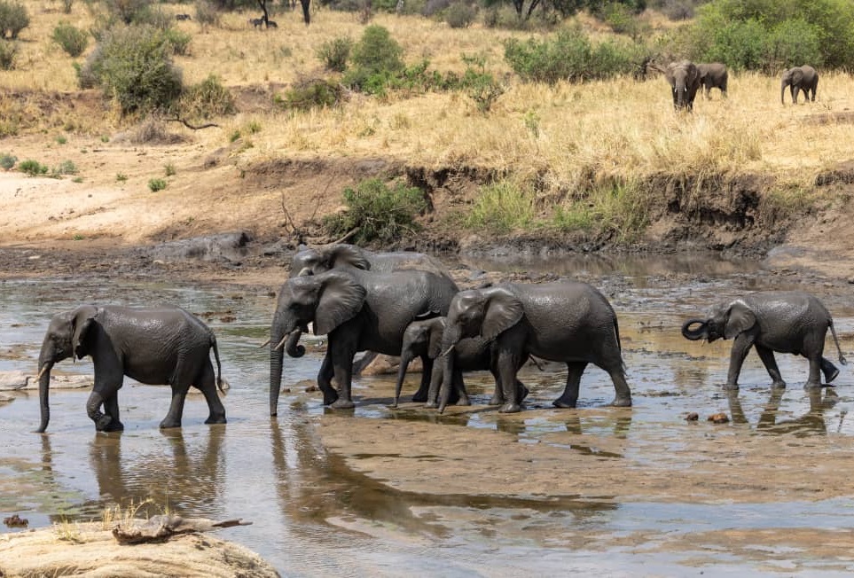 Tanzania Wildlife Safaris